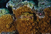 Montipora stilosa Corail encroutant-Safaga Middle reef-6m-20171124-Denis-ADER-DSC_3903_tn